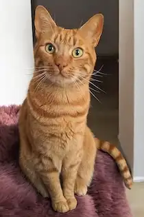 Alt til katte